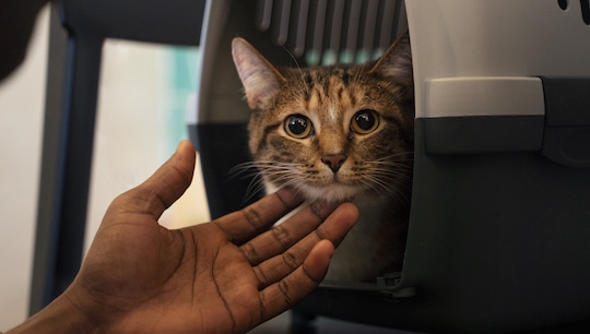 Das Bild zeigt eine Katze in einer Transportbox-